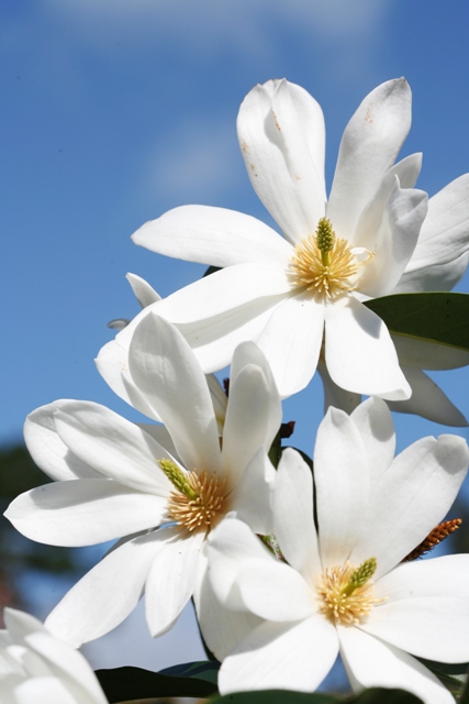 Our new star - Fairy Magnolia White to be released this year