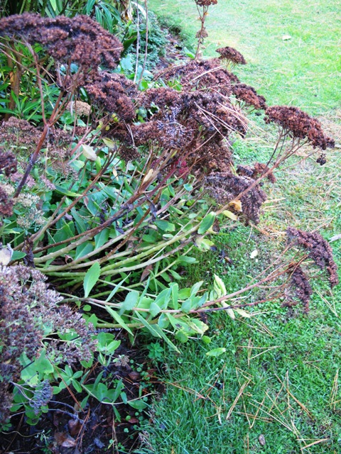 ...which is more than can be said for the messy sedums