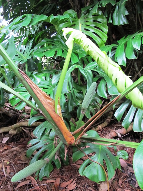 Monstera deliciosa - commonly known as the fruit salad plant