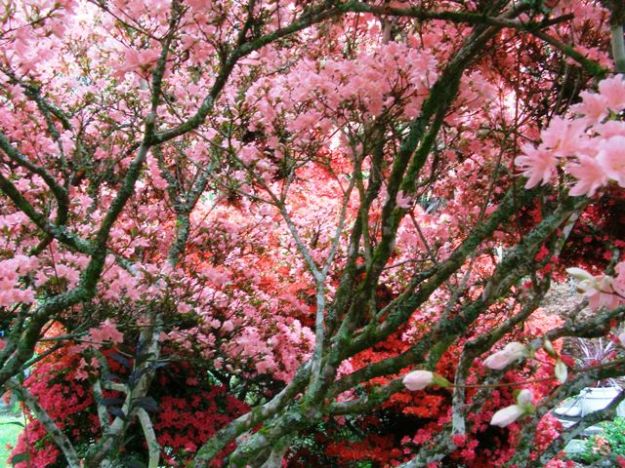 Our sky carpet of Kurume azaleas in September