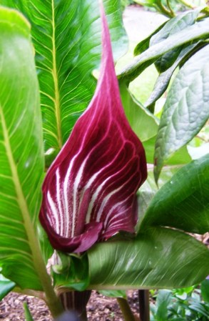 Hybrid arisaemas for our own garden