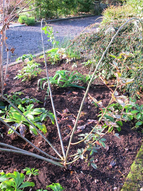 Hooping roses to maximise flowering