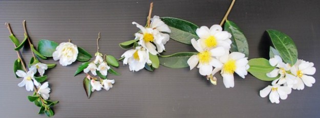 Left to right: C. microphylla,  sasanqua Silver Dollar, transnokoensis, drupifera, gauchowensis, yuhsienensis 