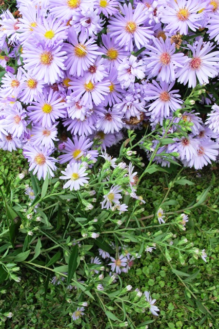 Named hybrid aster at top, self sown seedling at bottom