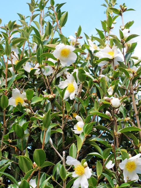 Species Camellia gauchowensis