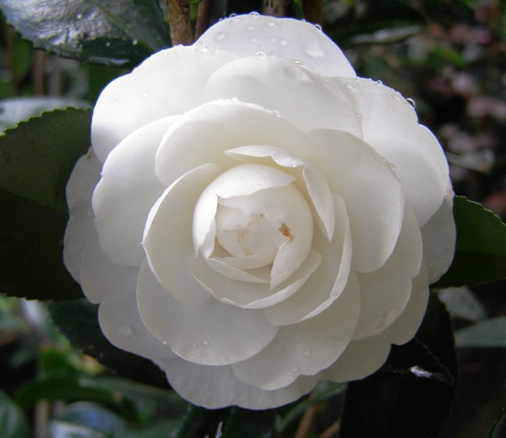 Early Pearly, one of the loveliest white sasanquas of them all