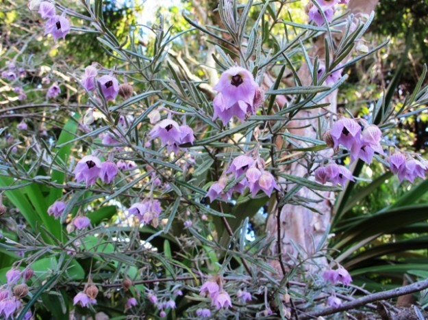 Guichenotia ledifolia