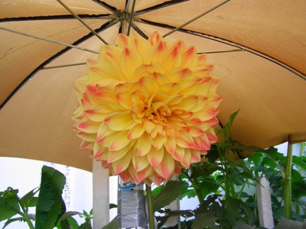 The show dahlia