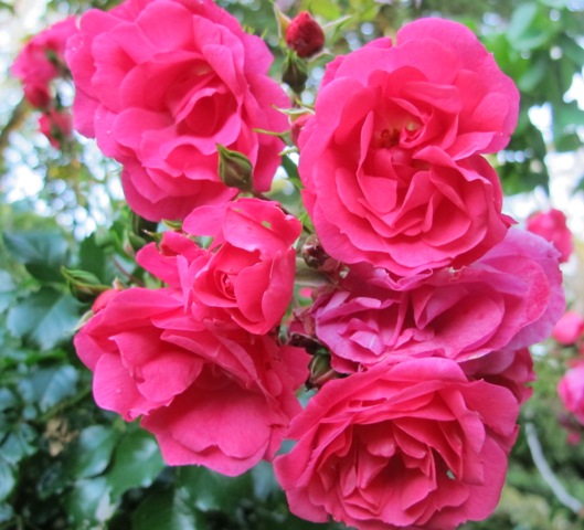 Flower Carpet Pink - rather bright but undeniably a fantastic performer which keeps wonderful foliage