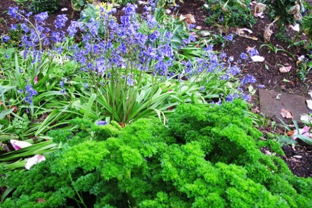 Parsley, bluebells and self-seeding brassicas. Why not? 