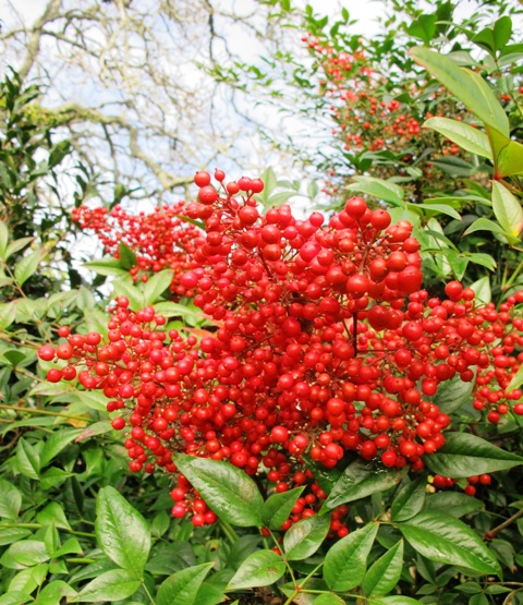 Orange berries all winter on Nandina domestica ‘Richmond’