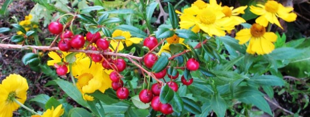 Ugni molinae or NZ cranberry