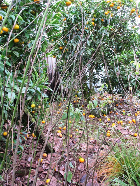 Not such a great view in winter, but what can we expect? Navel orange trees. swan plants (for the monarch butterflies) and physalis   