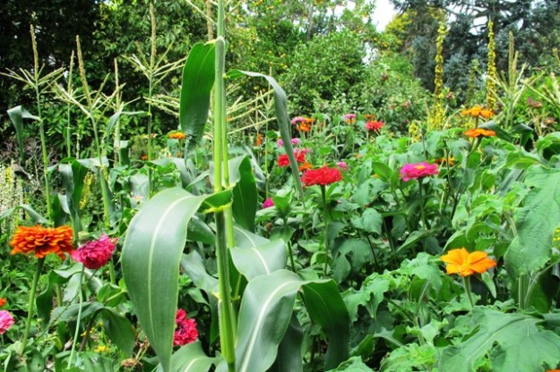 Mark's recent directions in the old vegetable garden may unwittingly be well down the food forest track 