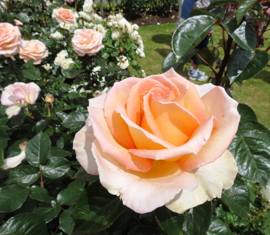 Hamilton Gardens - sport of Paddy Stephens (Photo: NZ Rose Soc)