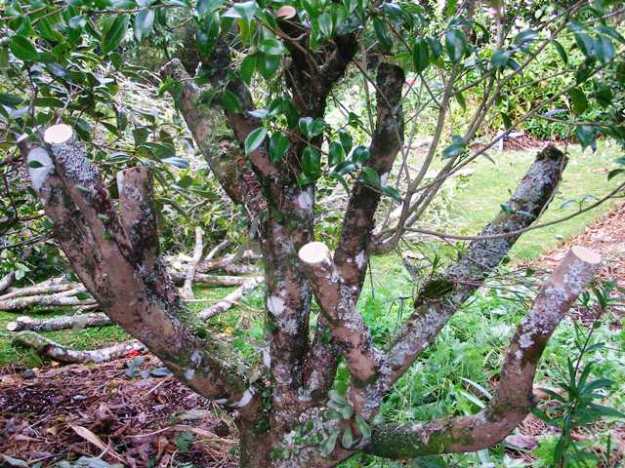 Cutting back to bare wood