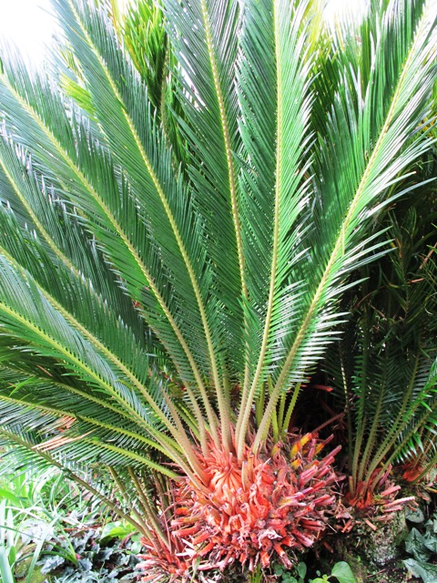 Cycas revoluta - the so-called Japanese sago palm