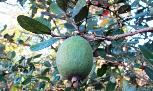 The ubiquitous feijoa