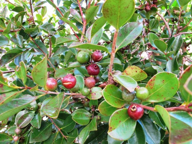 Psidium littorale or strawberry guava 