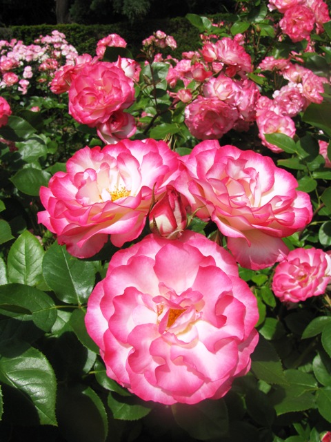 Raspberry Ice (photo: NZ Rose Soc) 