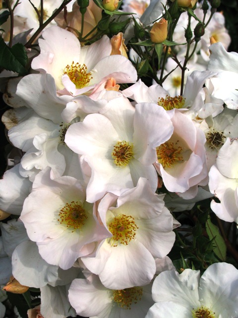 Sally Holmes - tried, true and still a top ranked variety (photo: NZ Rose Soc)