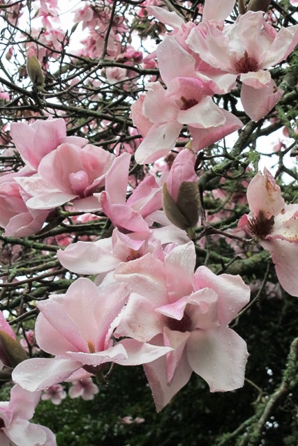 Magnolias and lawn spray do not mix. This one is Sprengeri diva
