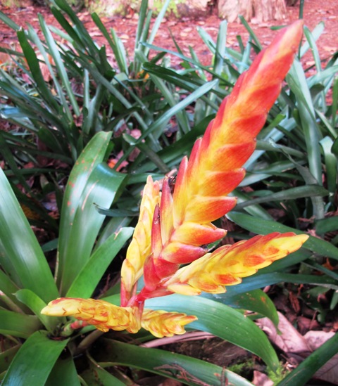 A vriesea, but we are not sure which one 