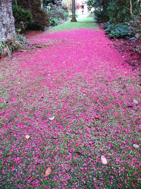 Petal carpets supreme 