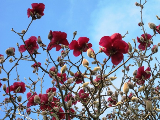 Those who shun deciduous plants miss out on the wonder of plants like Magnolia Vulcan