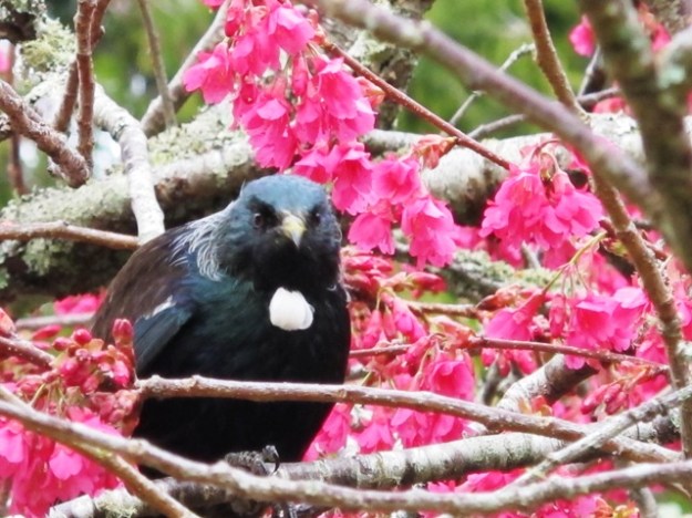 Manna from heaven for the tui 