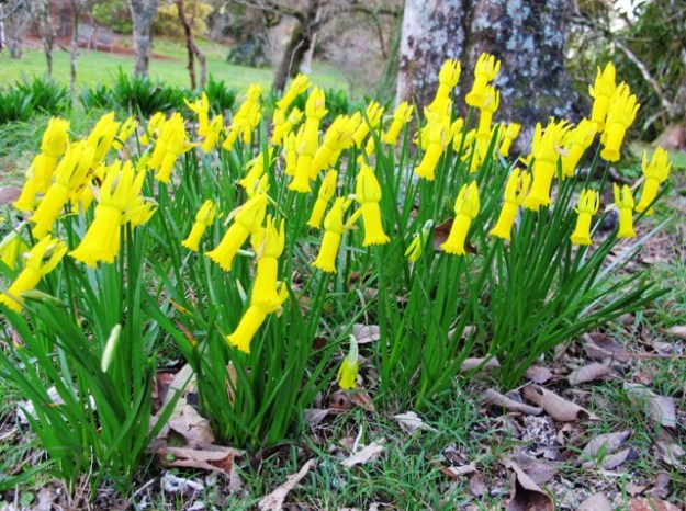 If narcissus could look startled, these cyclamineus  growing in the park certainly do