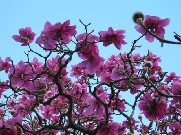 Magnolia Lanarth has a short but glorious season