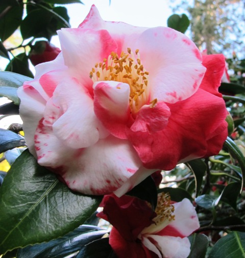 While not usually fans of variegated flowers, The Czar var on the back lawn is an exception