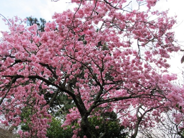 Prunus Pink Clouds - one of the sterile forms raised here by Felix Jury 