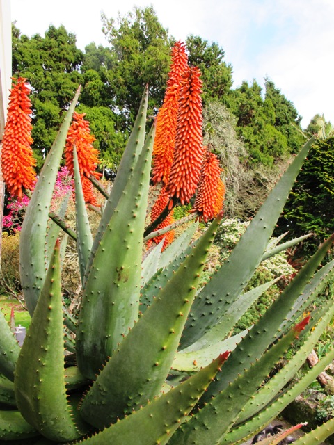 Plant Collector: Aloe ferox | Tikorangi The Jury Garden