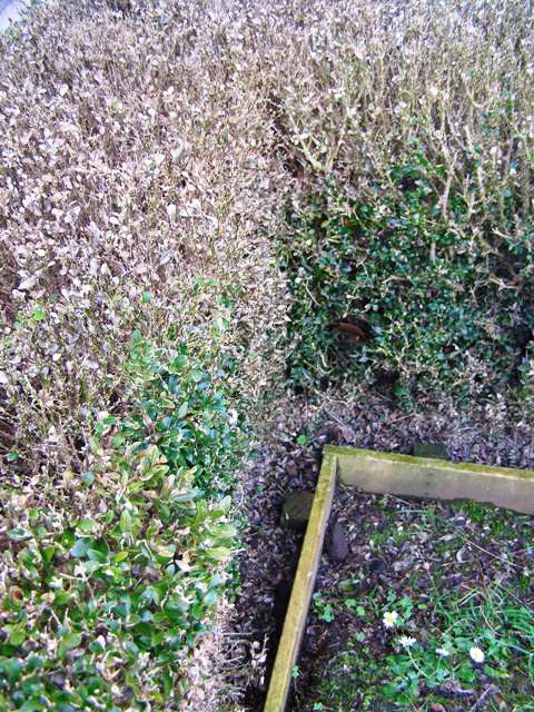 The dreaded buxus blight - but not in our garden