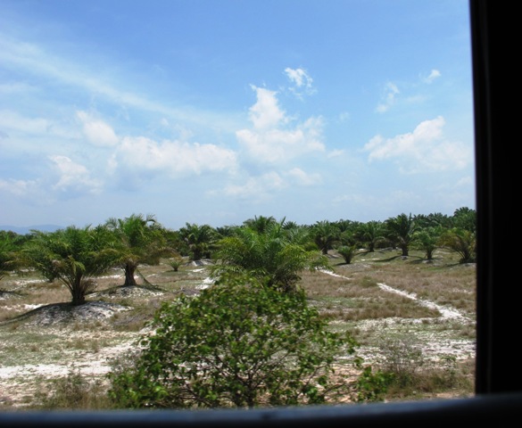 Palm oil - the increasingly common monoculture of some Asian countries