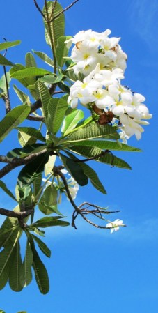 Frangipani - usually seen as a hotel garden plant