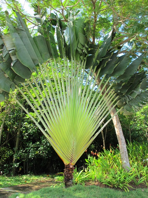 The two dimensional traveller's palm is in fact not a palm at all (Ravenala madagascariensis,)