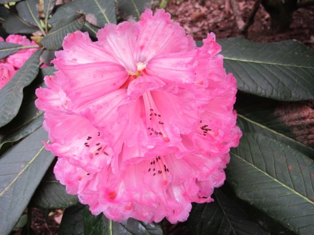One of the big leafed rhododendrons, "Pukeiti" (otherwise known as R. protistum var. giganteum) 