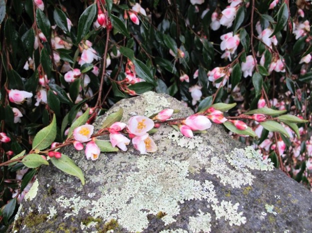 After maybe 15 years, the plant is about a metre tall - C.minutiflora