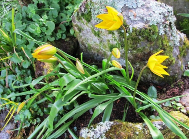 Some species - we just don't know which one 