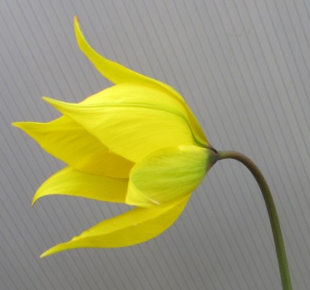 Indubitably tulip, but we have no name on it and it never increases. 