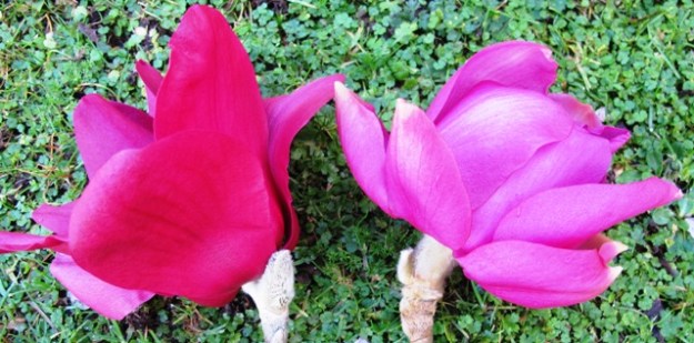 Vulcan to the left, Lanarth to the right