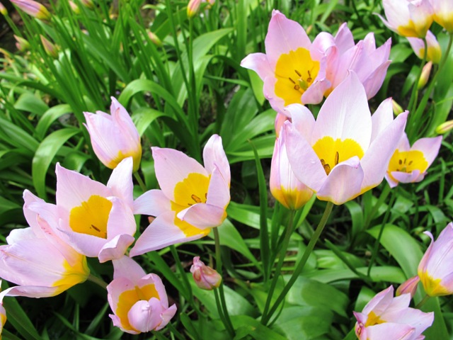 Tulips from Crete - T. saxatilis
