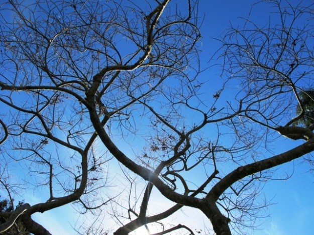Ulmus Jacqueline Hillier after pruning. For the avoidance of confusion, this plant is only 3m by 3m, not a forest giant. 