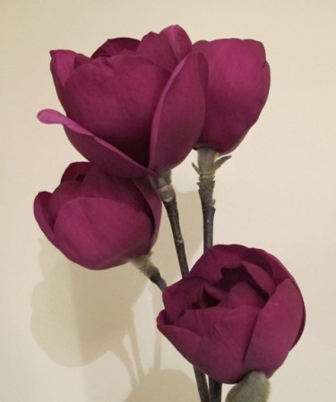 Black Tulip - the first of the second generation red magnolias