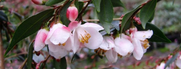 Camellia minutiflora