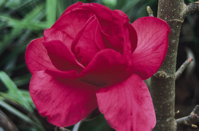 Magnolia Felix Jury at its best here