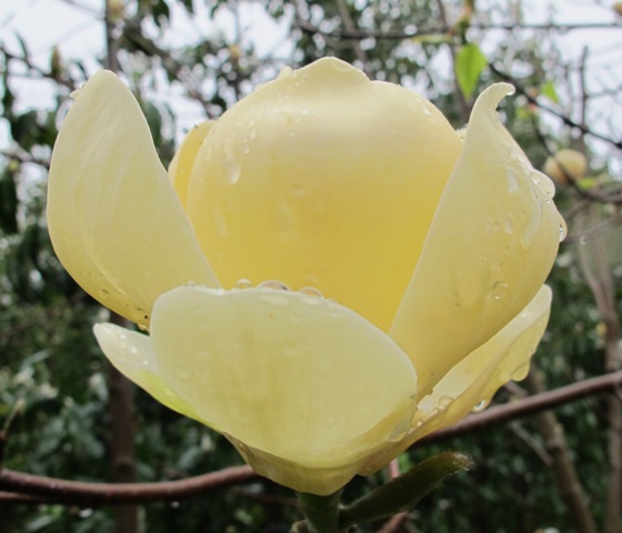 Honey Tulip - a lucky break in flower form and performance